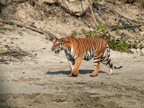 Bardia National Park Jungle Safari